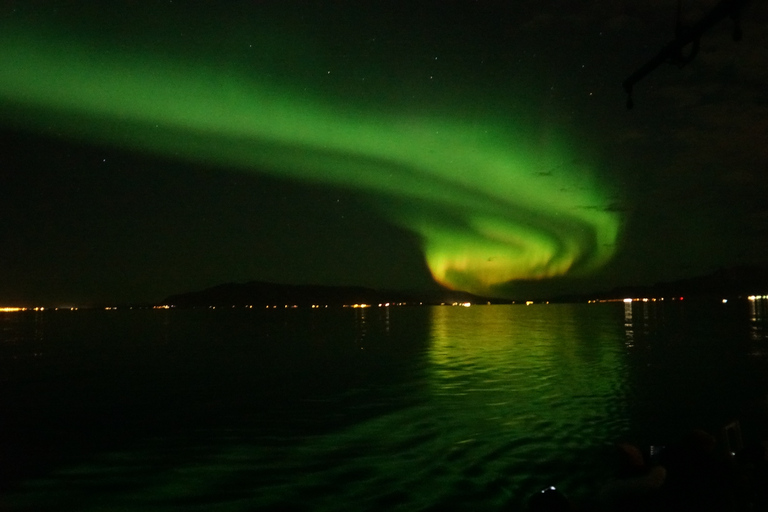 De Reykjavík: observation des baleines et aurores boréales