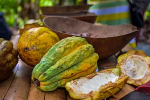 punta cana experiencia de plantación de cacao y café