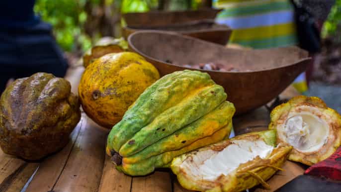 punta cana cocoa and coffee plantation experience