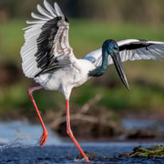 Darwin: Kakadu National Park, Yellow Water River Cruise
