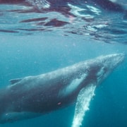 Sunshine Coast: Humpback Whale Cruise And Swim