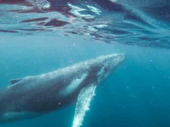 Sunshine Coast: Crociera e nuotata con le megattere