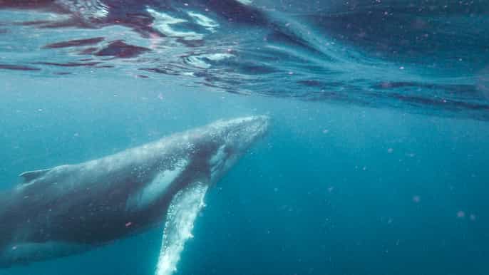 sunshine coast 4hour humpback whale cruise and swim