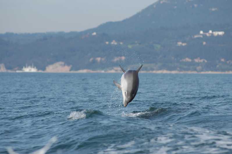 Sesimbra: Eco-friendly Dolphin Watching Tour