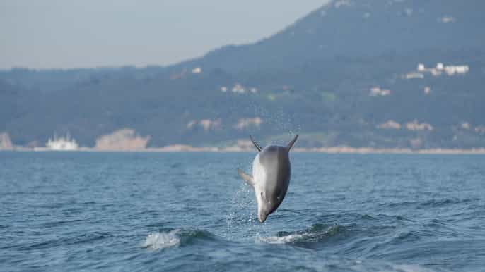sesimbra tour ecologico di osservazione dei delfini