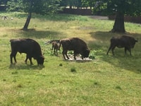 Warsaw, Bialowieza National Park and European Bison Tour - Housity