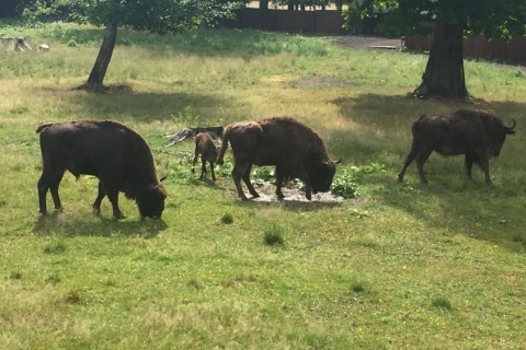 Varsovie: visite du parc national de Bialowieza et des bisons d'Europe