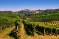Turin, Langhe Wine Tour avec transferts privés et déjeuner - Housity