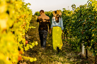 Turin, Langhe Wine Tour avec transferts privés et déjeuner - Housity