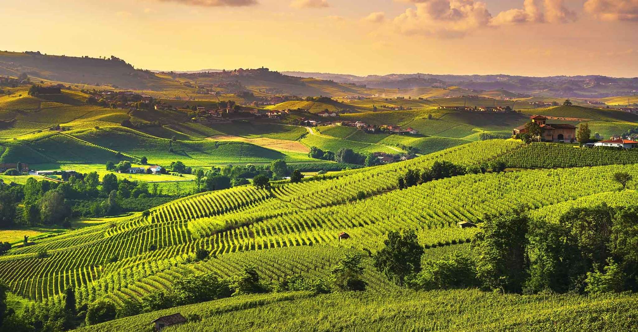 Turin, Langhe Wine Tour avec transferts privés et déjeuner - Housity