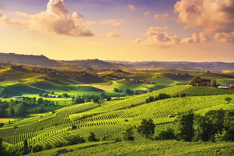 Turijn: Langhe-wijntour met privétransfers en lunch