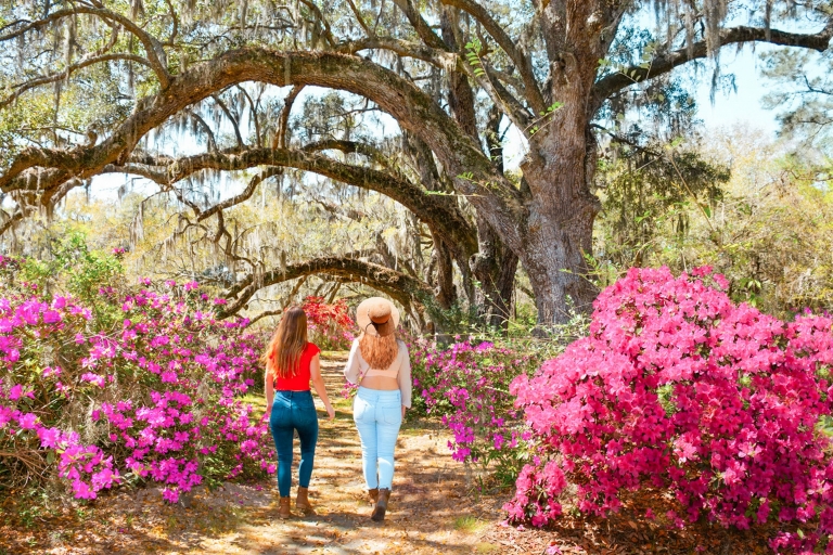 Charleston : Entrée et visite de la Magnolia Plantation avec transport