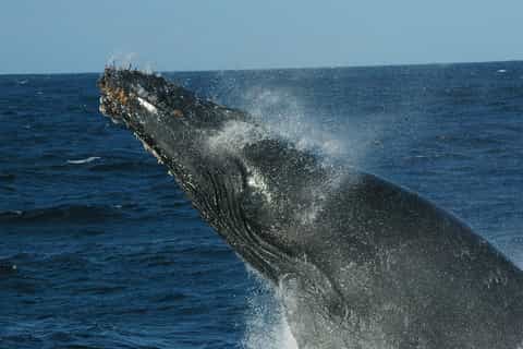 st lucia whale and dolphin watching tour in richardsbay