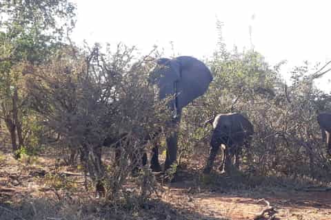 Zambezi National Park: 3-Hour Safari Adventure