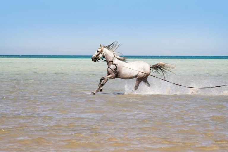 Hurghada: przejażdżka konna wzdłuż morza i pustyni z transferami2 godziny: przejażdżka konna wzdłuż morza i pustyni z transferami