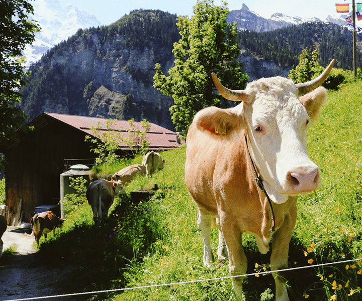 Interlaken: Capture the most Instaworthy Spots with a Local