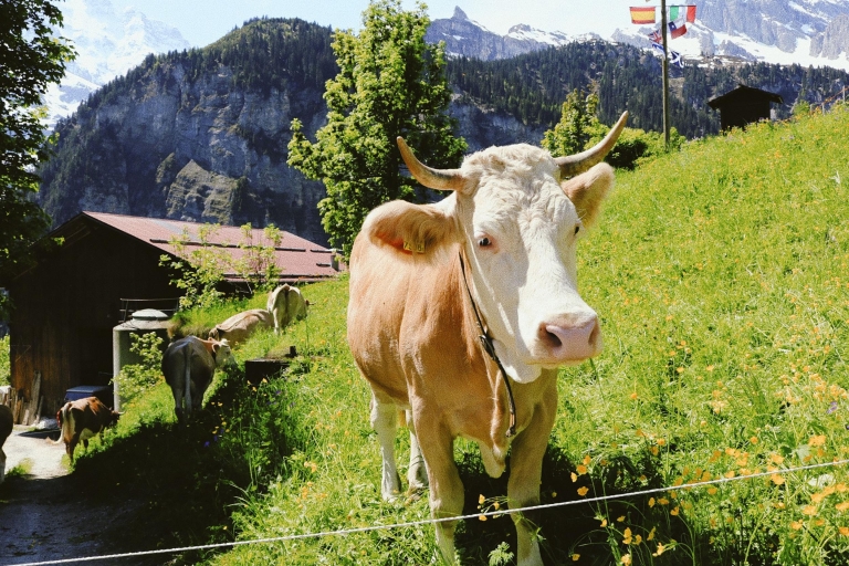 Interlaken: visite à pied de la ville photogénique