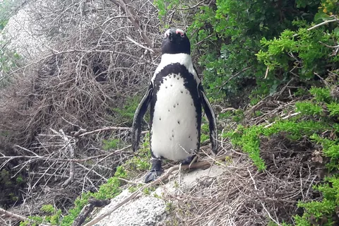 Cape Point Cap de Bonne Espérance, Pingouins Visite d'une demi-journée privée