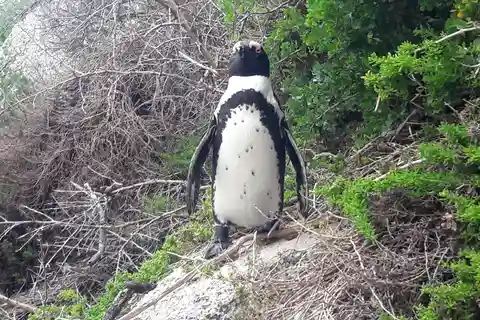 Cape Point Cap de Bonne Espérance, Pingouins Visite d'une demi-journée privée