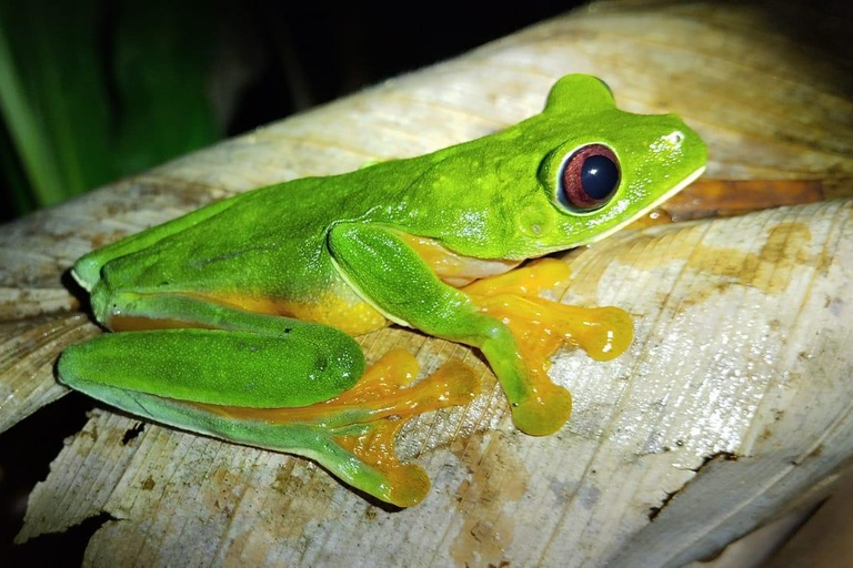 Tour nocturno por la selva de Manuel AntonioTour privado