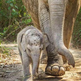 Phuket/Khaolak: Full-Day Ethical Elephant Jungle Sanctuary