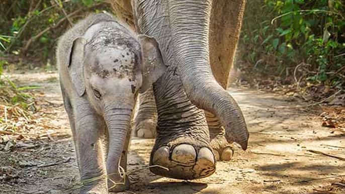 phuket/khaolak fullday ethical elephant jungle sanctuary