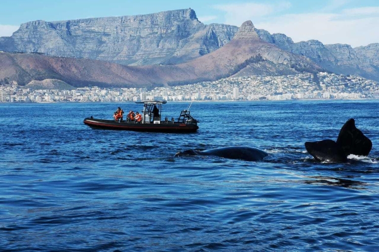 Ciudad del Cabo: 1 hora Sunrise Ocean Safari