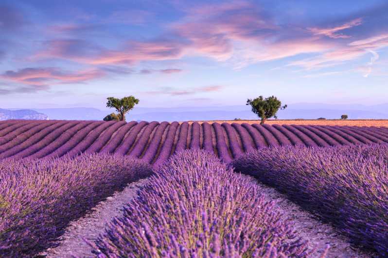 lavender tour from avignon