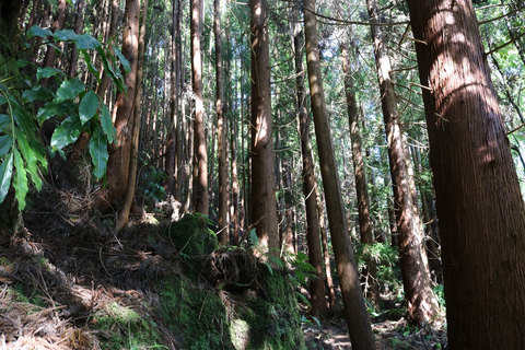 Isola di Terceira: tour escursionistico dei sentieri a piedi