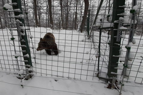 Van Brasov: Libearty Bear Sanctuary RondleidingMet toegangskaarten