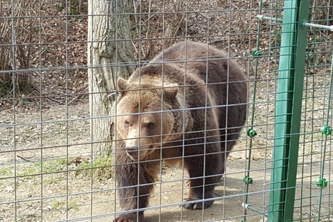 Van Brasov: Libearty Bear Sanctuary RondleidingMet toegangskaarten