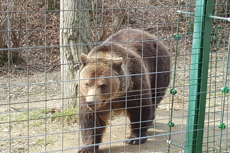 Van Brasov: Libearty Bear Sanctuary RondleidingMet toegangskaarten