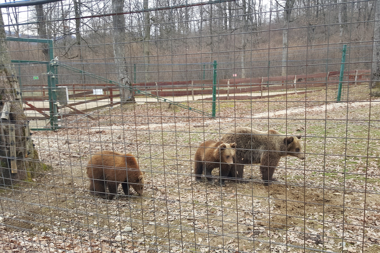 Van Brasov: Libearty Bear Sanctuary RondleidingMet toegangskaarten