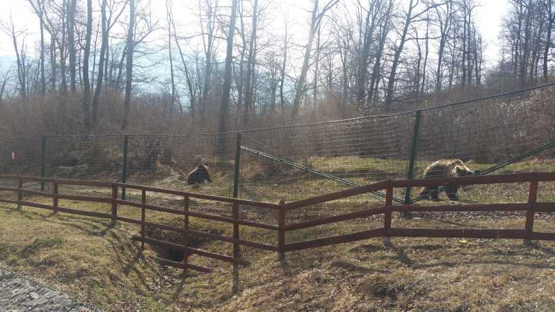 From Brasov: Libearty Bear Sanctuary Guided Tour