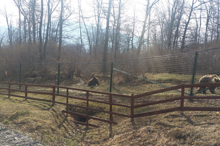 Van Brasov: Libearty Bear Sanctuary RondleidingMet toegangskaarten