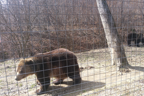 Van Brasov: Libearty Bear Sanctuary RondleidingMet toegangskaarten