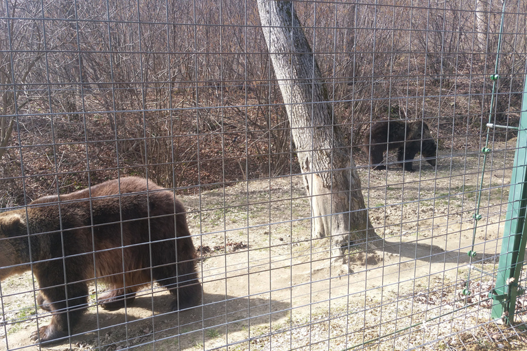 Van Brasov: Libearty Bear Sanctuary RondleidingMet toegangskaarten