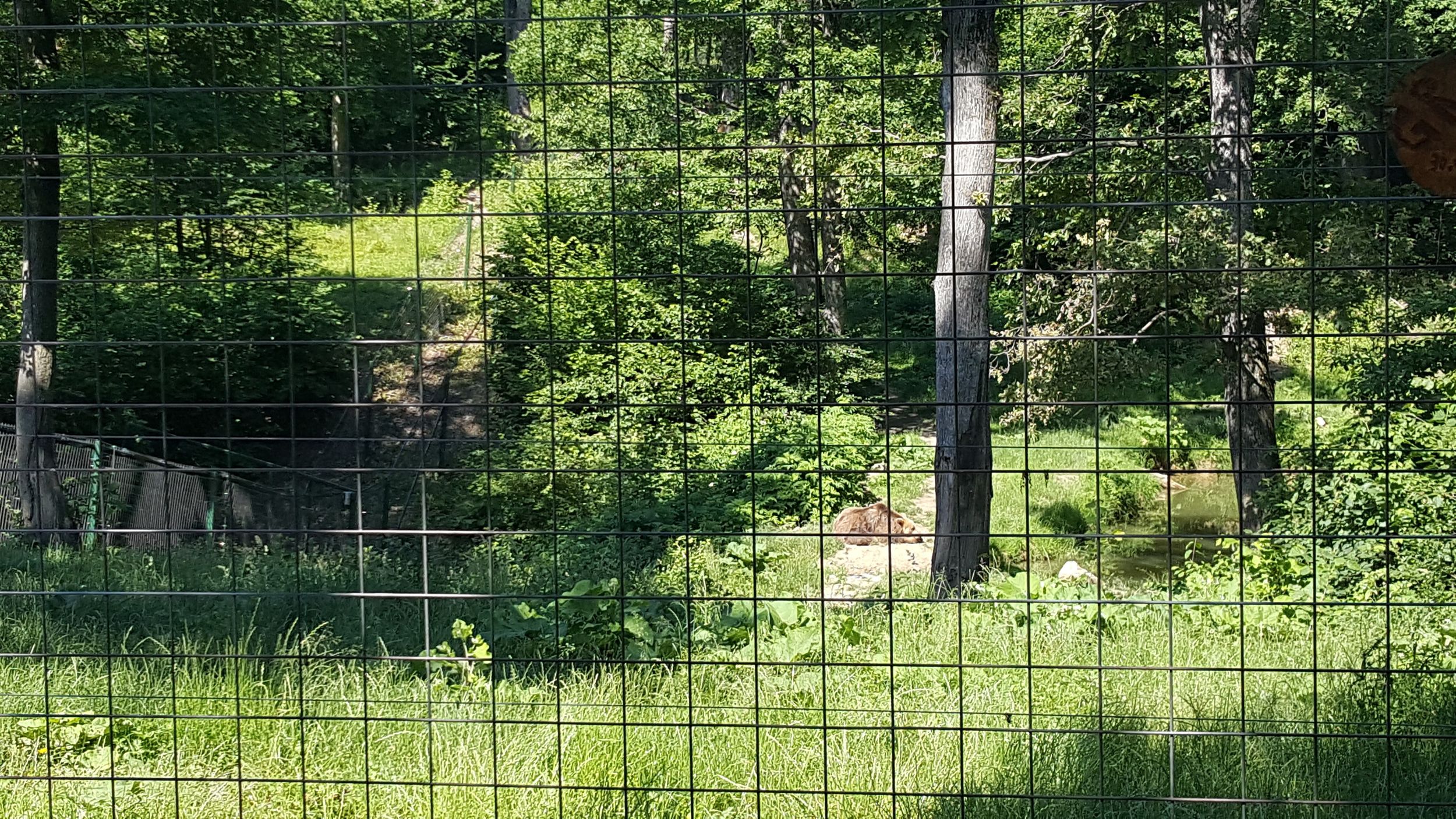 Ab Kronstadt: Geführte Tour durch das Bärenschutzgebiet Libearty