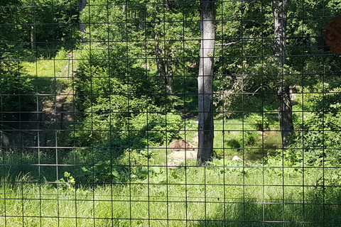 Van Brasov: Libearty Bear Sanctuary RondleidingMet toegangskaarten