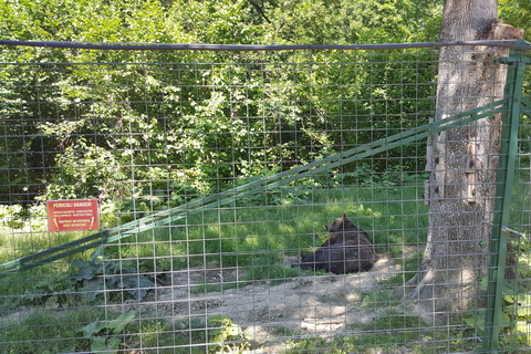 Van Brasov: Libearty Bear Sanctuary RondleidingMet toegangskaarten