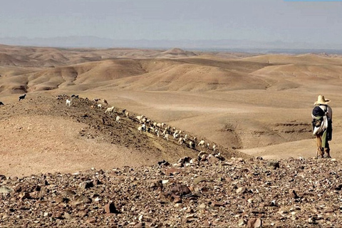 Ab Marrakesch: Agafay-Wüstentour mit Mittagessen & Kamelritt