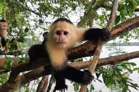 visite privée de l&#039;île aux singes