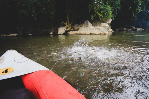 Excursión en canoa y caminata por la jungla de Khao SokDesde Khao Lak: excursión en canoa y caminata por la jungla de Khao Sok