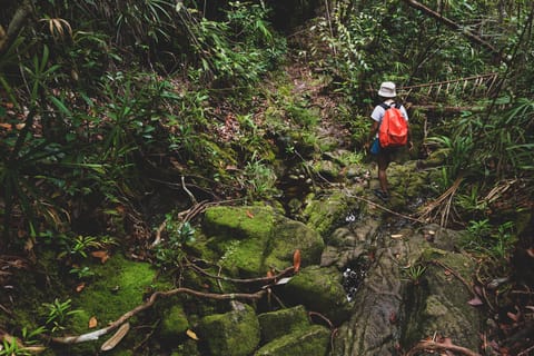 From Khao Lak: Khao Sok Jungle Hike & River Tour