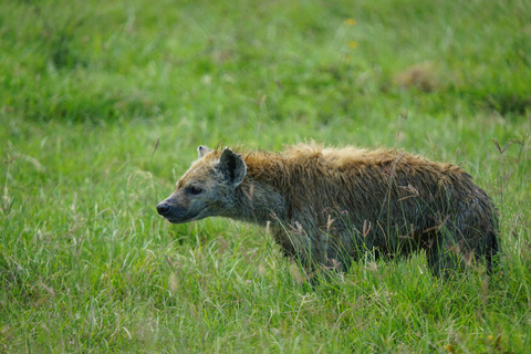 Ngorongoro Crater Safari & Maasai Village Experience
