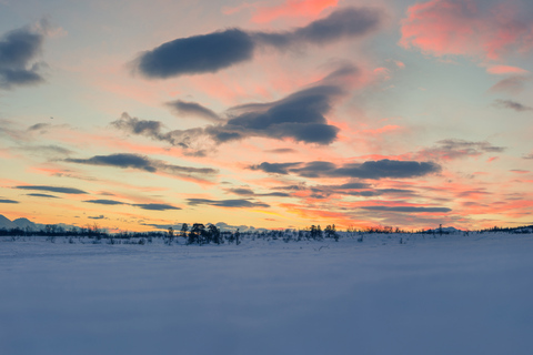 From Tromsø: Guided Husky Snowshoe Hike and Husky Camp VisitFrom Tromsø: Snowshoe Hiking Tour and Husky Camp Visit