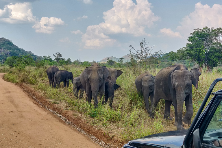 From Dambulla: Sigiriya Rock, Village, and Minneriya Tour