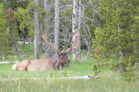 Jackson: Grand Teton National Park Half-Day Small-Bus Tour
