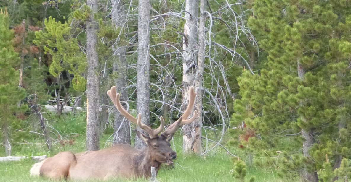 Jackson: Grand Teton National Park Half-Day Small-Bus Tour
