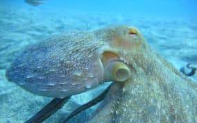 - Canarie.it